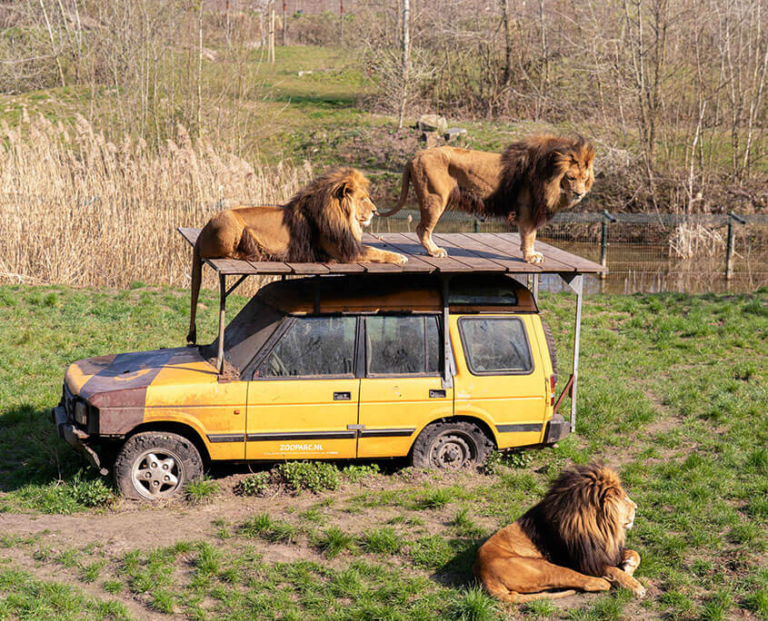 dierenpark overloon activiteit de meerenhoeve